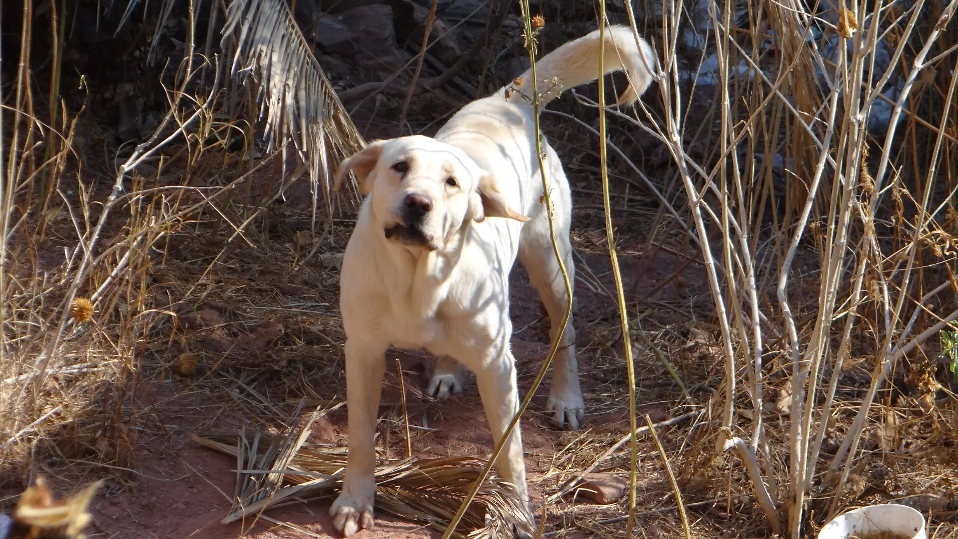 PERROS CALLEJEROS